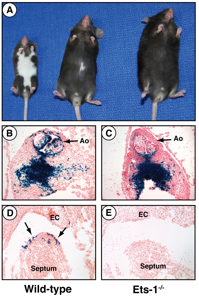 Fig. 6.