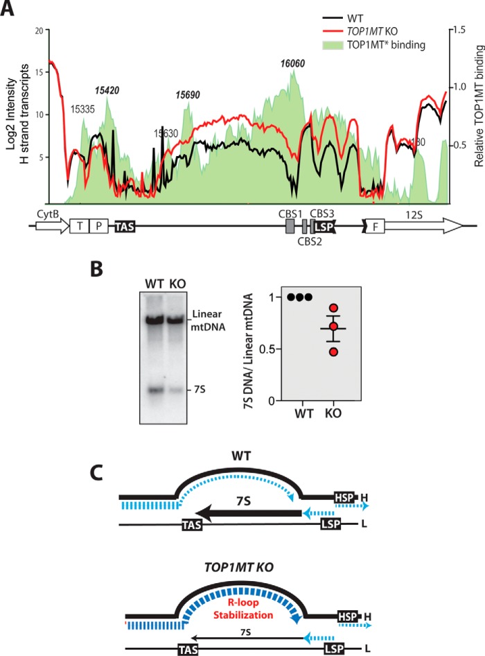 Figure 7.