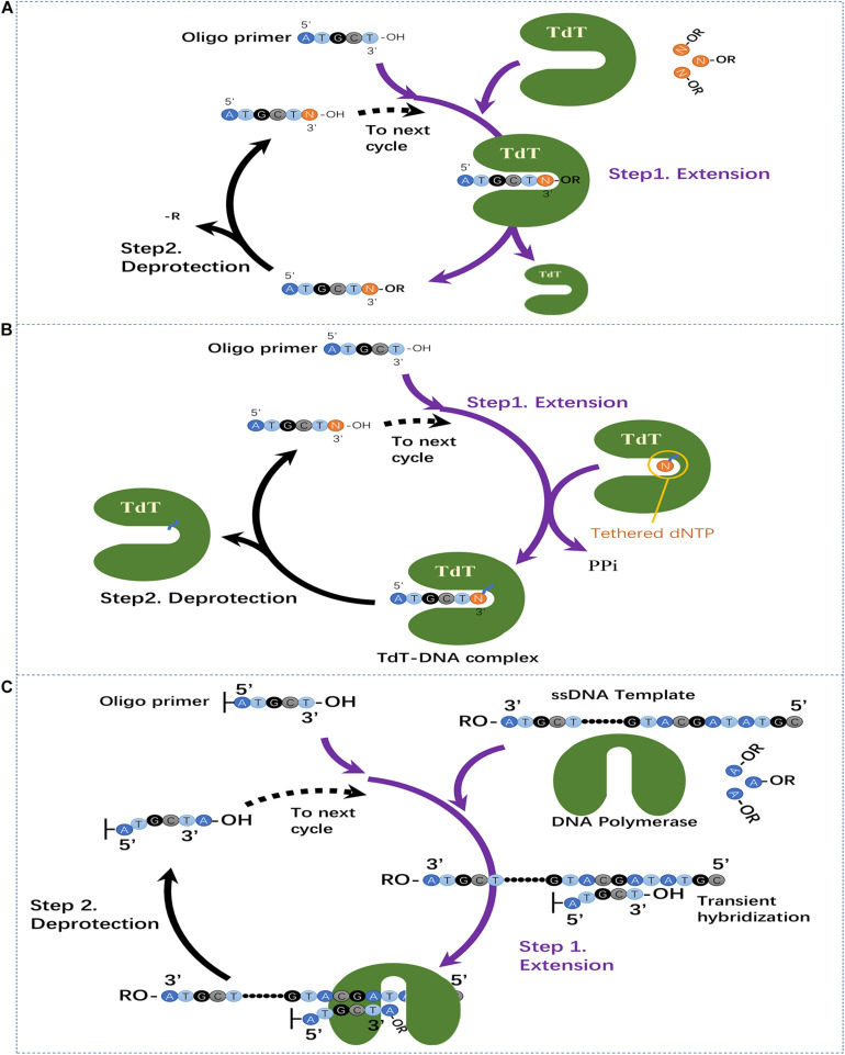 FIGURE 2