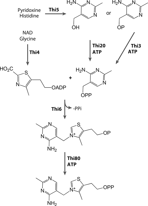 Figure 20