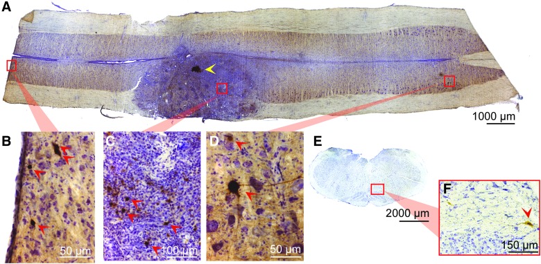 FIG. 4.