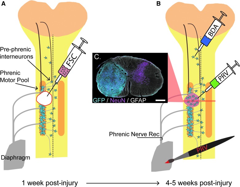 FIG. 1.