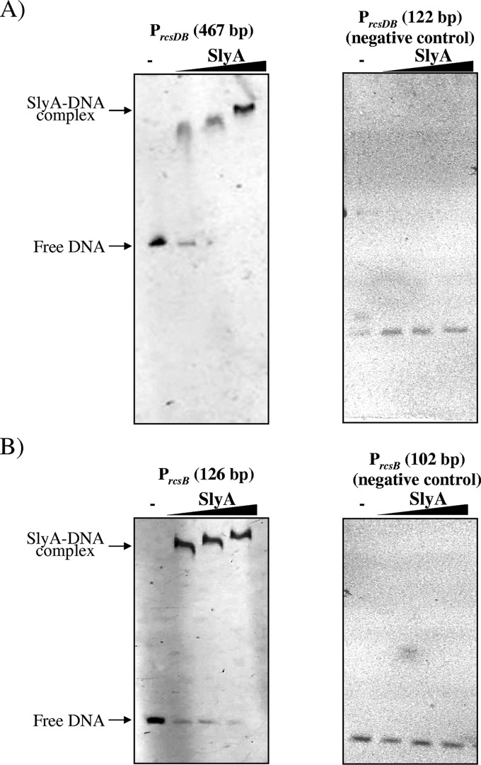 Regulatory Effect of SlyA on rcsB Expression in Salmonella enterica ...