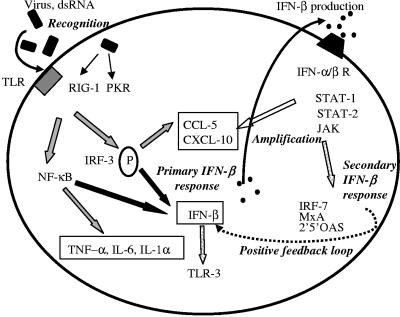 FIG. 1.