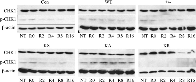 Fig 5