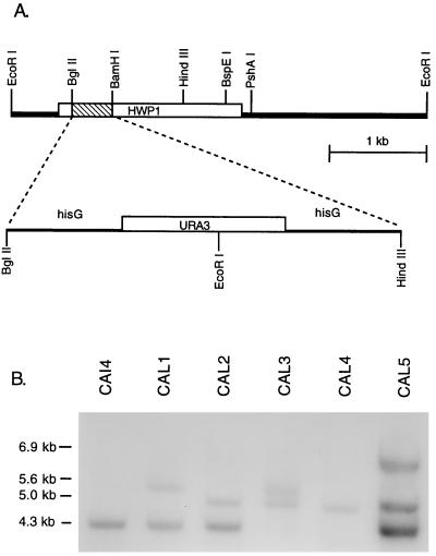 FIG. 4