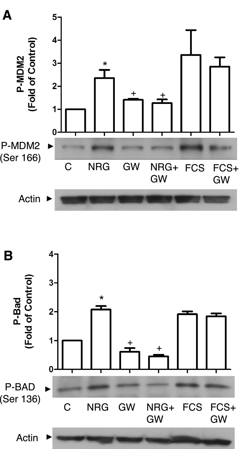 Fig. 8.