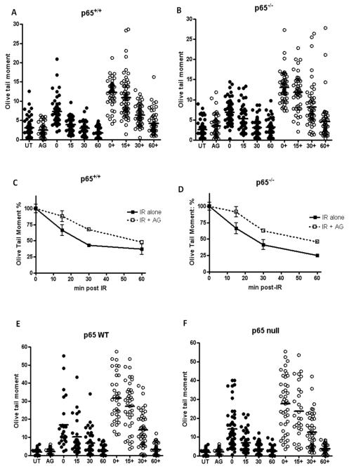 NF-κB mediates radio-sensitization by the PARP-1 inhibitor, AG-014699 - PMC