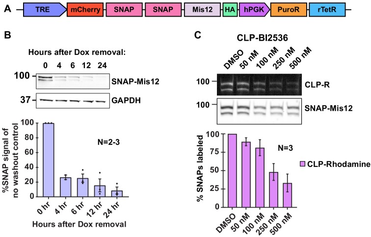 Figure 6—figure supplement 1.