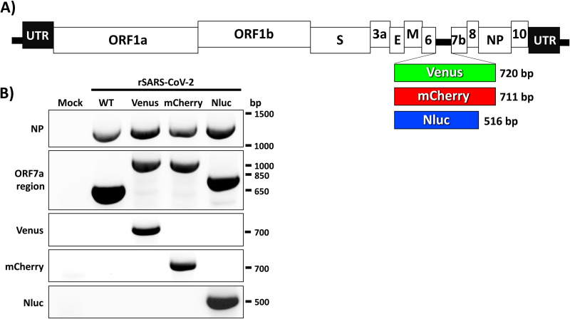 FIG 1