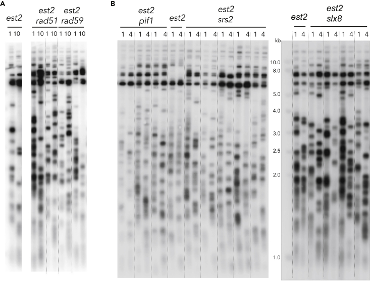 Figure 7