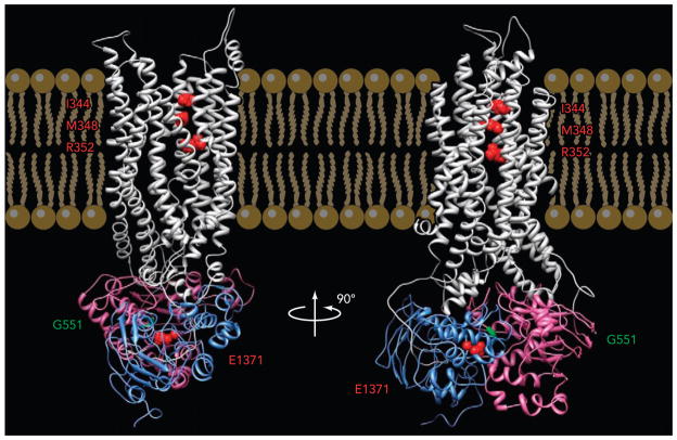 FIGURE 1