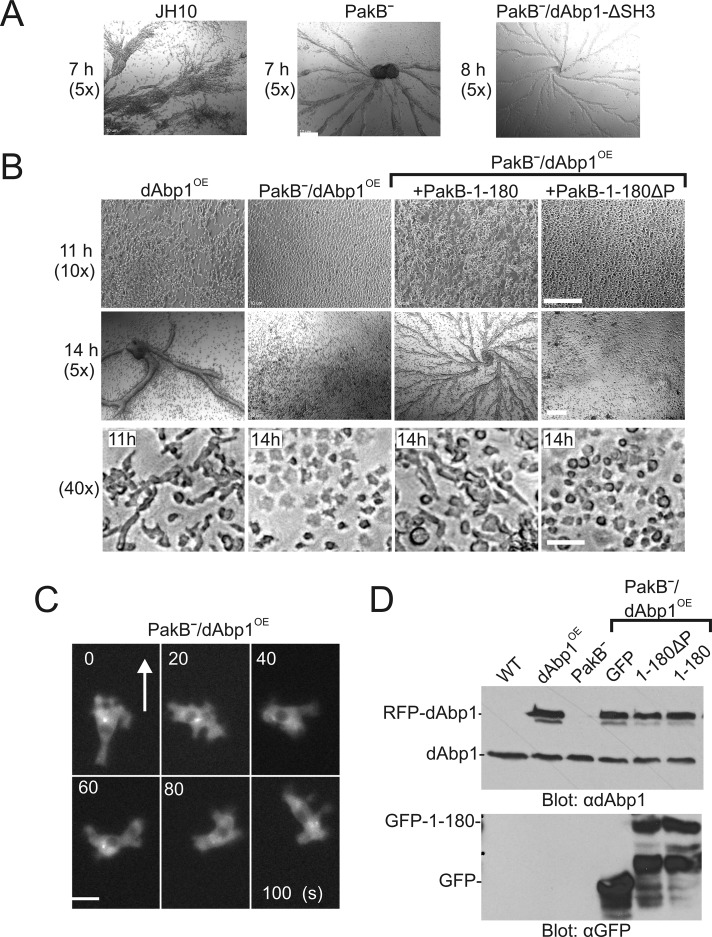 FIGURE 6: