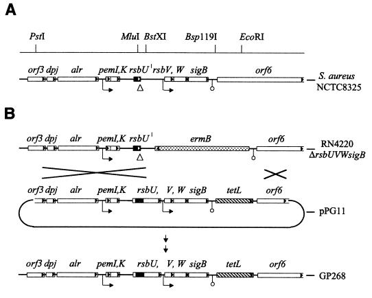 FIG. 1