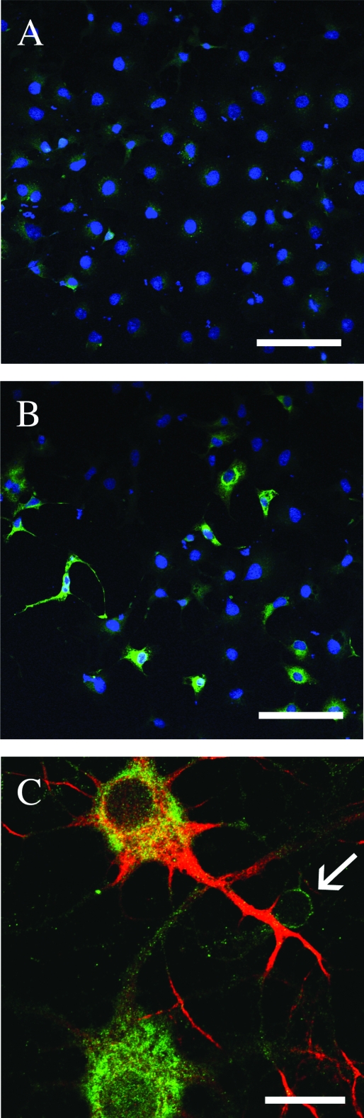 FIG. 2.