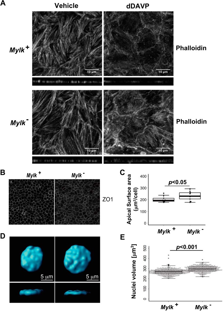 Fig. 8.