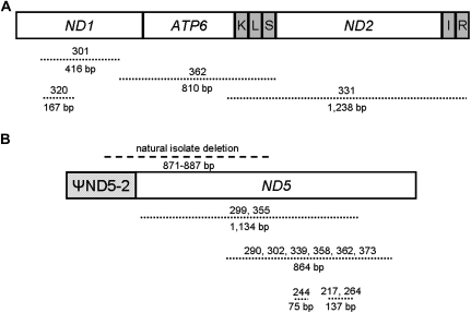 FIG. 1.—