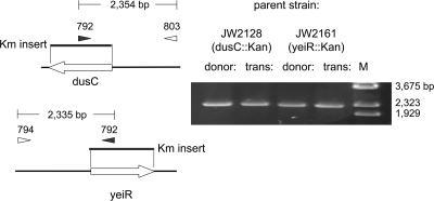 FIG. 8.