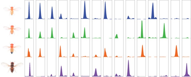 Evolutionary patterns of CTCF binding in the genomes of four species of fruit flies.