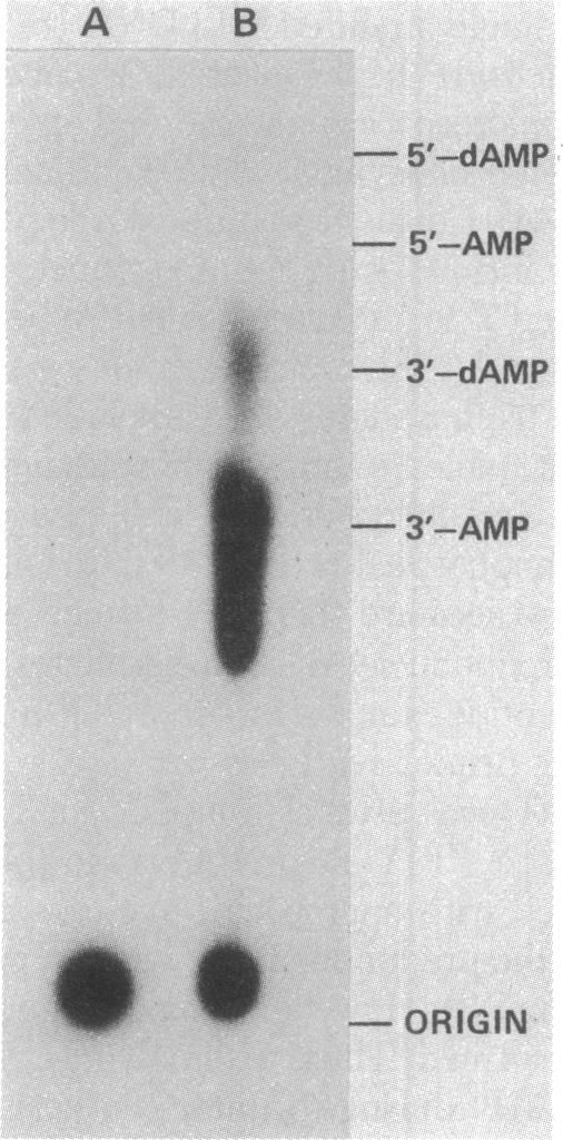 graphic file with name pnas00454-0066-a.jpg