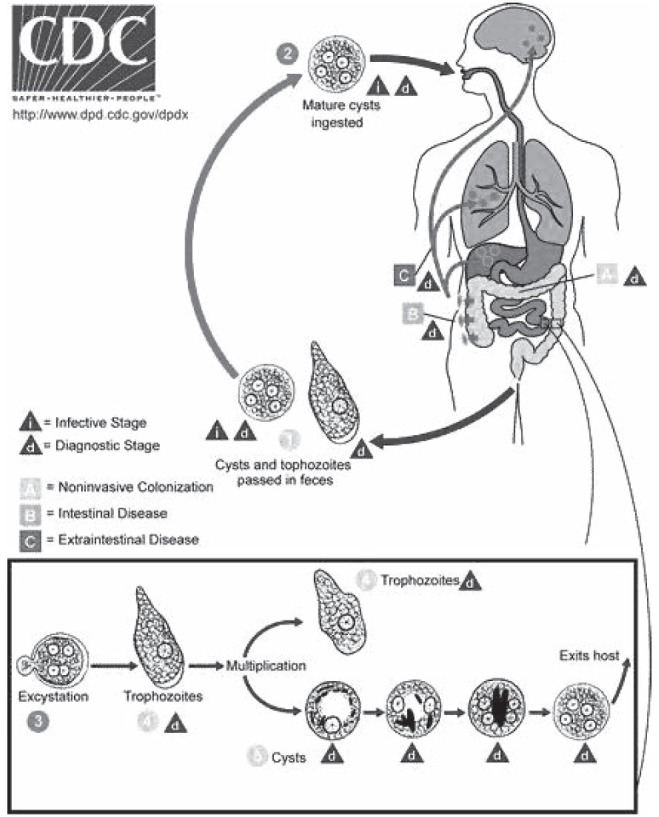 Figure 1)