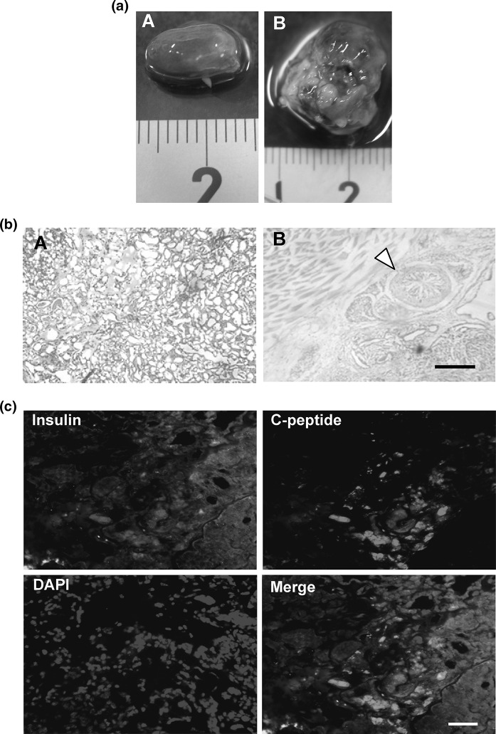 Fig. 6