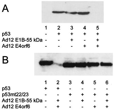 FIG. 7