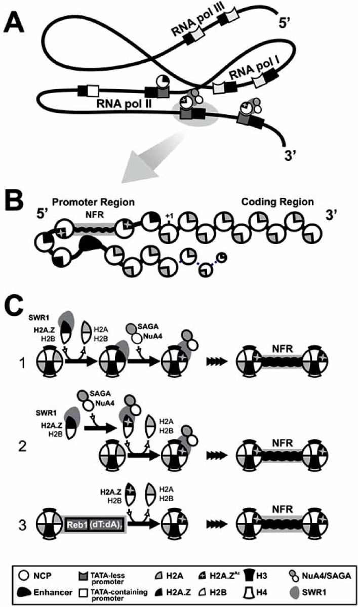 Fig. (1)