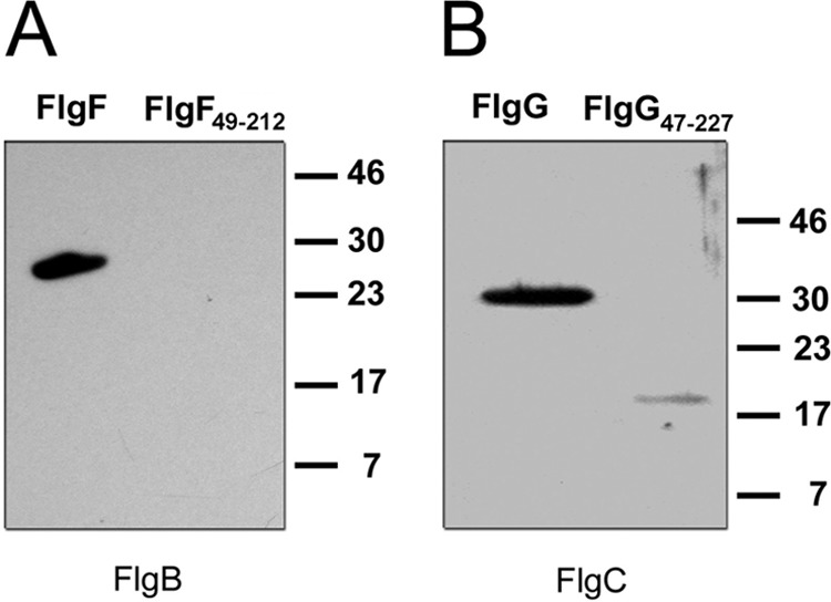 FIG 6