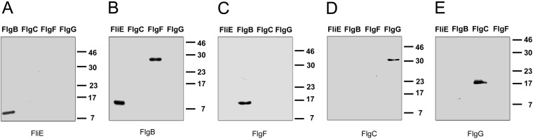 FIG 5