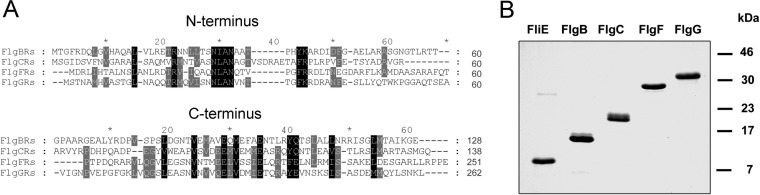 FIG 1