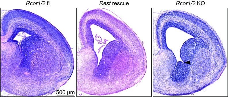 Fig. 8.