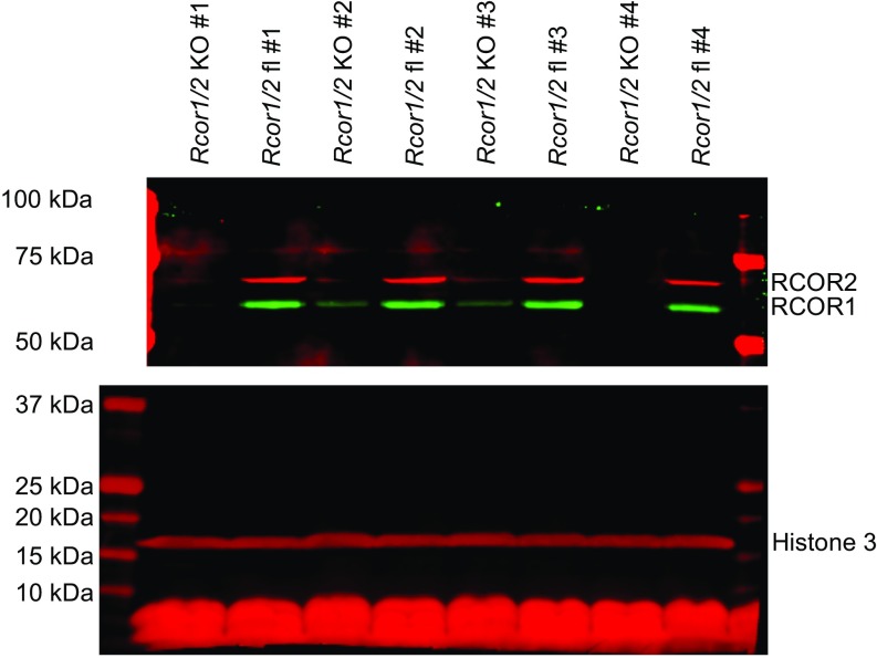 Fig. S3.