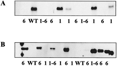 FIG. 5