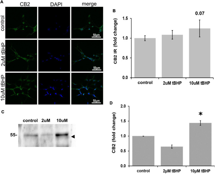 FIGURE 3