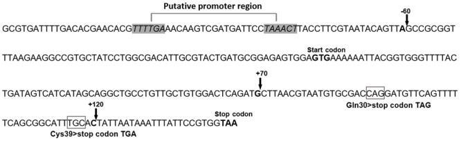 FIGURE 1