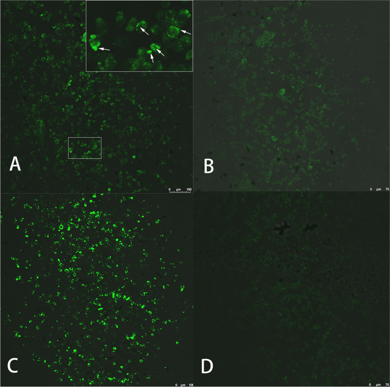 Fig. 3