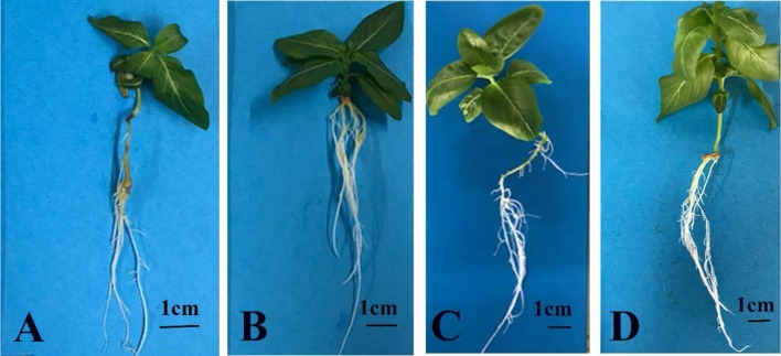 Fig. 2