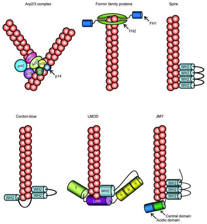 graphic file with name bioa-2-43-g1.jpg