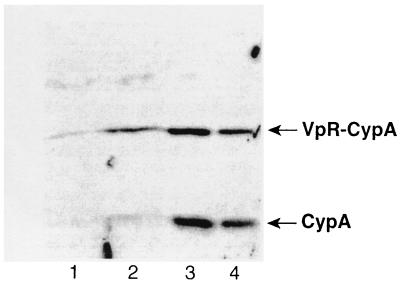 FIG.5.