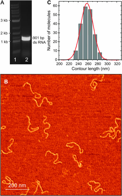 FIGURE 3