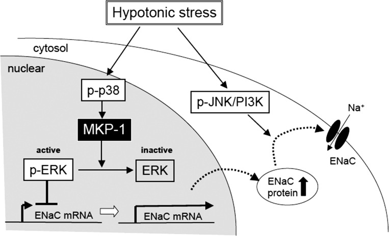 Fig. 13.