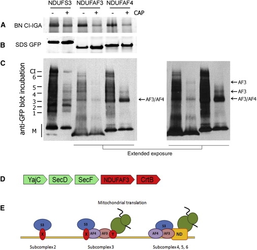 Figure 4