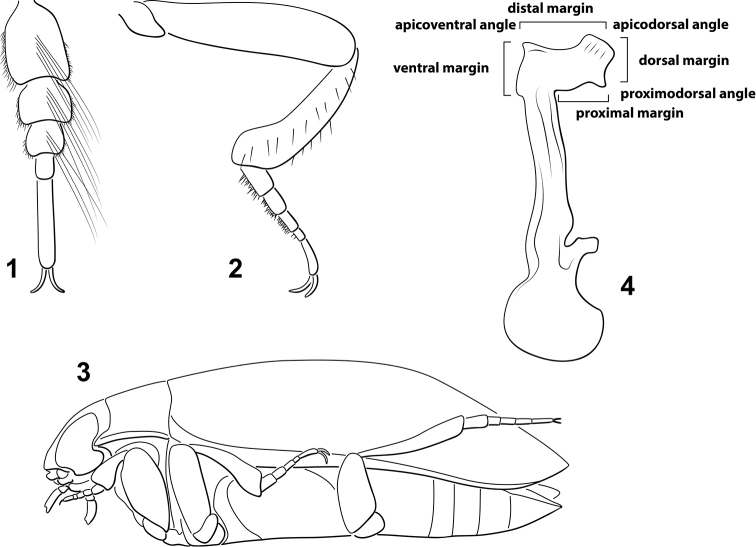 Figures 1–4.