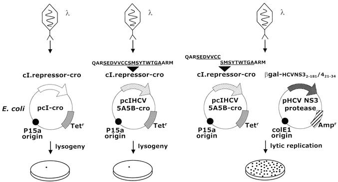 FIG. 1.