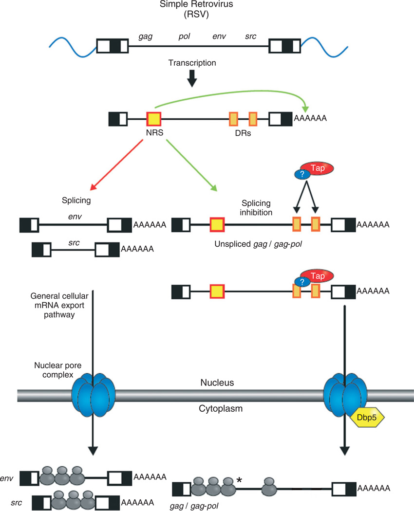 FIGURE 1