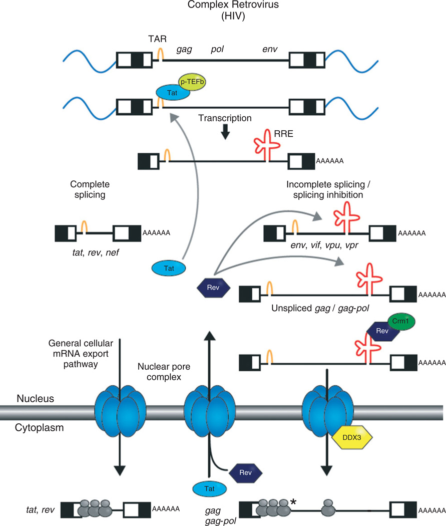 FIGURE 2