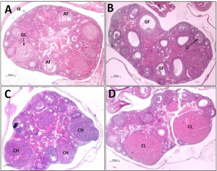 Fig. 2