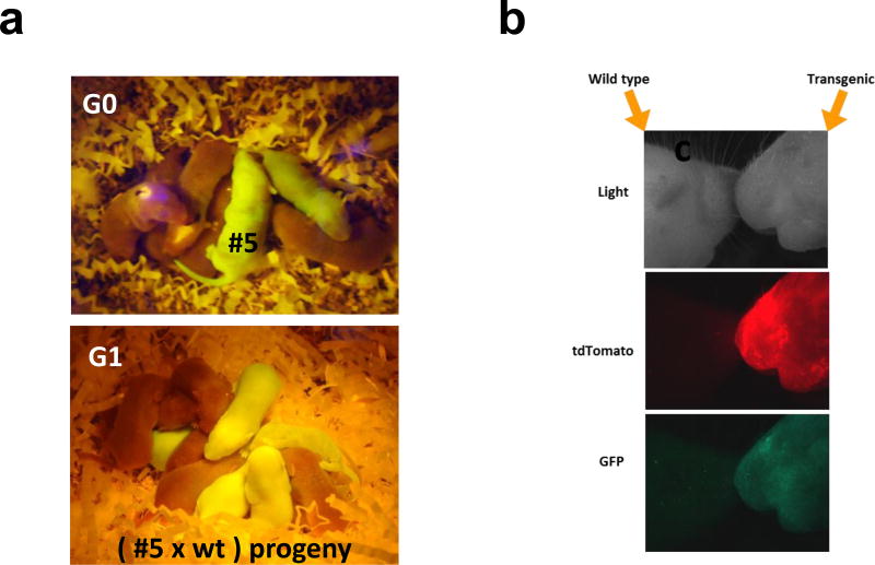 Fig. 3