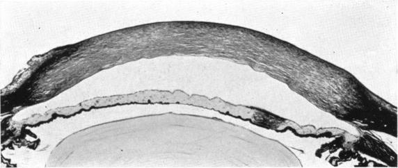 Fig. 1. A